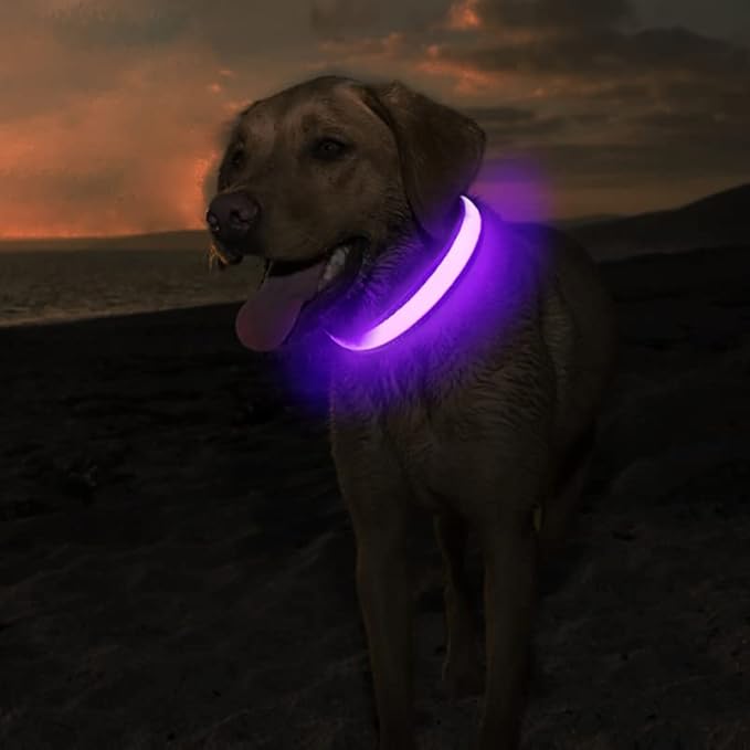 MASBRILL Light Up Dog Collar - LED Dog Collar Rechargeable Waterproof Night Walking Glow Collar for Dogs (M, Purple)