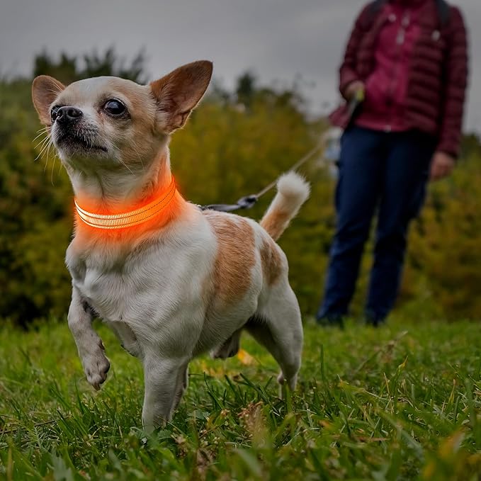 Illumifun Light Up Dog Collar for Small Dogs Cats, Rechargeable LED Dog Collar Glow at Night, Adjustable Nylon LED Cat Collar Light (Orange, X-Small)