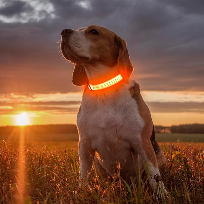 Illumifun LED Dog Collar USB Rechargeable Light Up Dog Collar, Reflective Pet Safety Collar Light Glow in The Dark (OrangeⅢ, Medium)