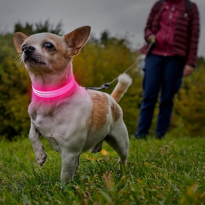 Illumifun Small LED Dog Collar, USB Rechargeable Light Up Dog Collar, Adjustable Safety Collar Light for Small Dogs Cats Glow in The Dark (Pink, X-Small)