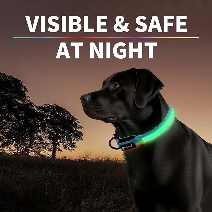 PetIsay LED Dog Collar - 7 Solid Colors & Memory - 300mAh Even Glow, No Half-Neck Light - USB-C Rechargeable, IPX7 Waterproof, Adjustable for Backyard, Hiking, Parties(Medium)