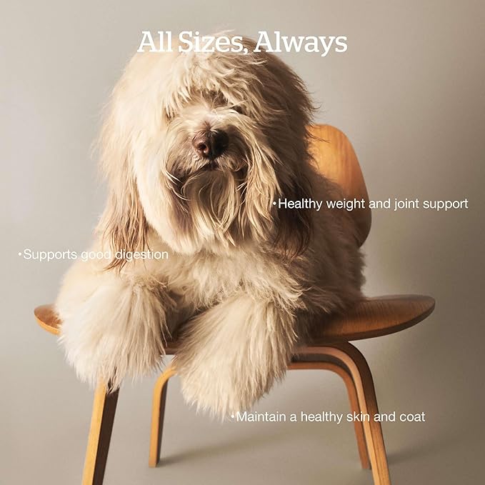 Now Fresh Grain-Free Dry Dog Food with Turkey, Salmon & Duck, Healthy Kibble for Adults Made with Real Meat & Fish, Chicken-Free, Enhanced with Pumpkin & Probiotics for Good Digestion, 12 lb Bag