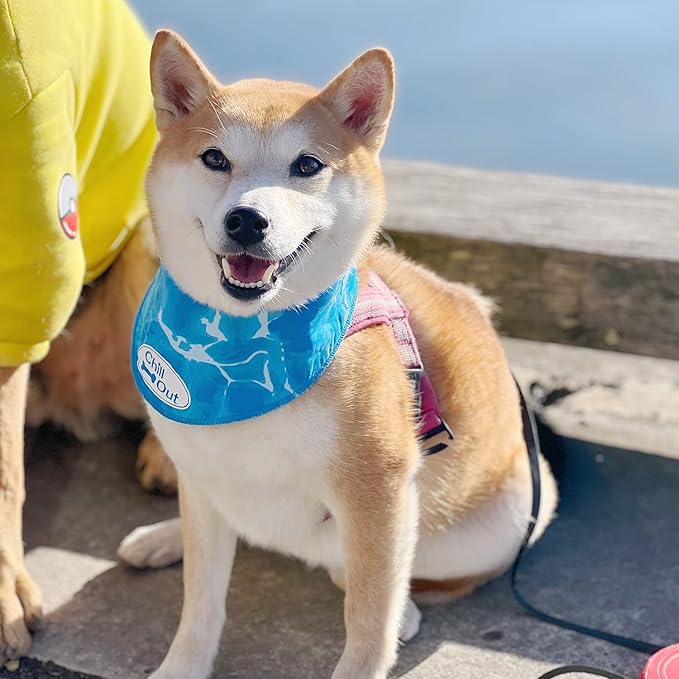ALL FOR PAWS Cooling Bandana for Dogs, Blue, M(Neck Girth 38-46 cm), Dog Collar