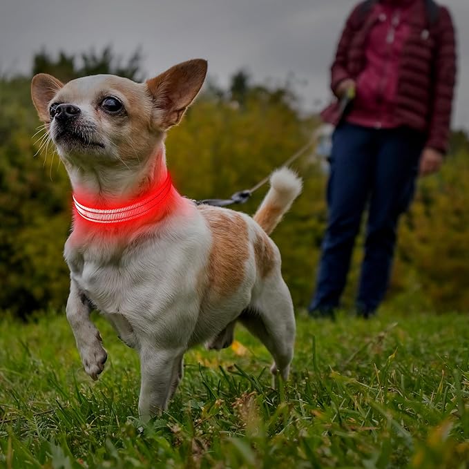 Illumifun Light Up Collar for Small Dogs, USB Rechargeable LED Dog Collar Glow in The Dark, Adjustable Cat Collar Light for Night Walking Camping (Red, X-Small)