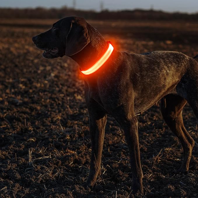 Illumifun Light Up Collar for Dogs, USB Rechargeable LED Dog Collar, Adjustable Safety Collar Light for Walking at Night (Orange, Large)