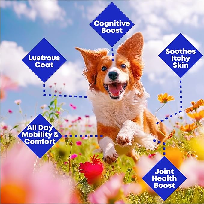 Omega 3 Salmon & Pollock Oil for Dogs – Shedding, Itchy Skin & Joint Support – Vet Formulated, NASC Certified Pet Supplement – 16oz Mess-Free Squeeze – Club Hachiko