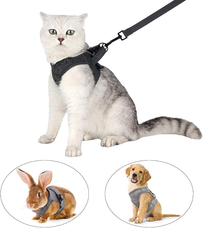 How to Choose Safe and Comfortable Collars and Harnesses for Cats