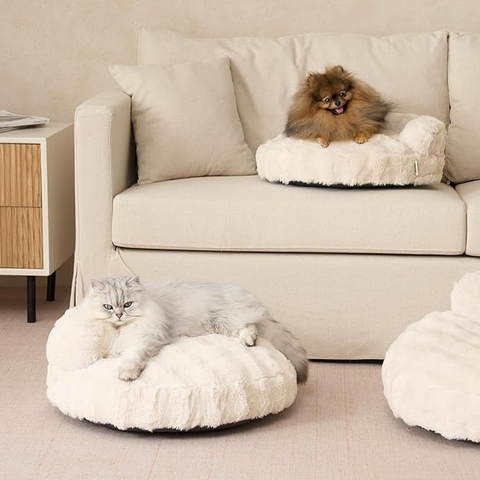 Best Cat Beds and Furniture to Improve Your Cat’s Comfort