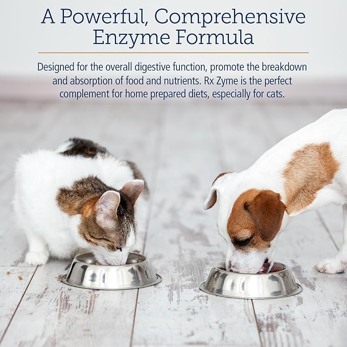 Better Feeding Habits for Dogs: A Guide to Choosing the Right Bowls &amp; Dispensers