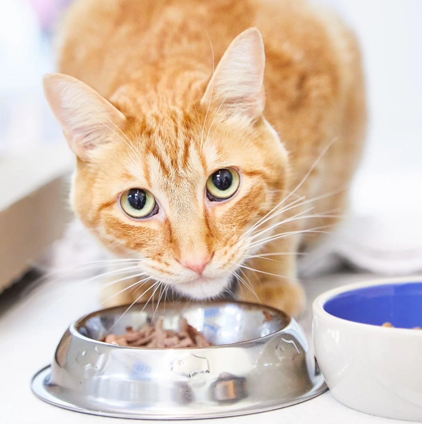 Wet Cat Food