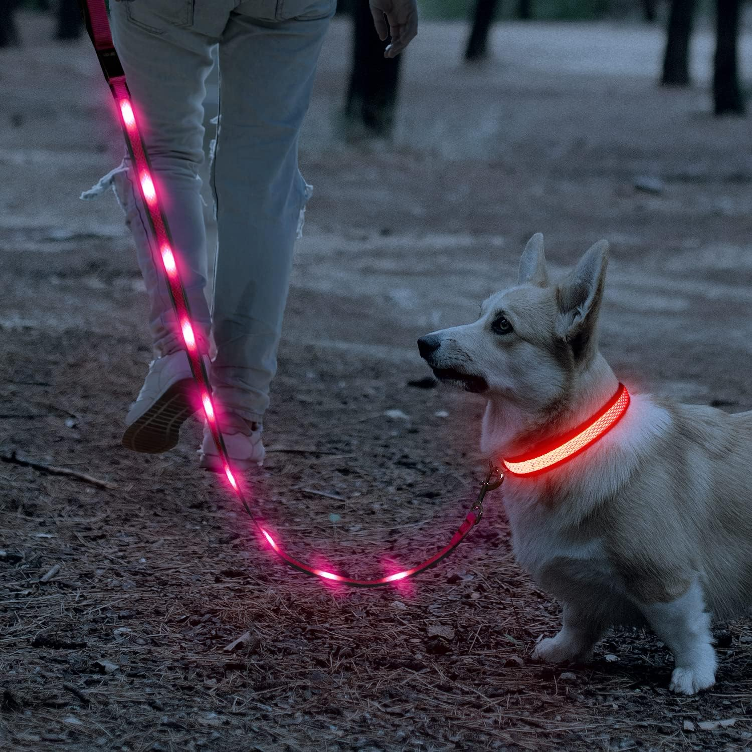 LED Collars
