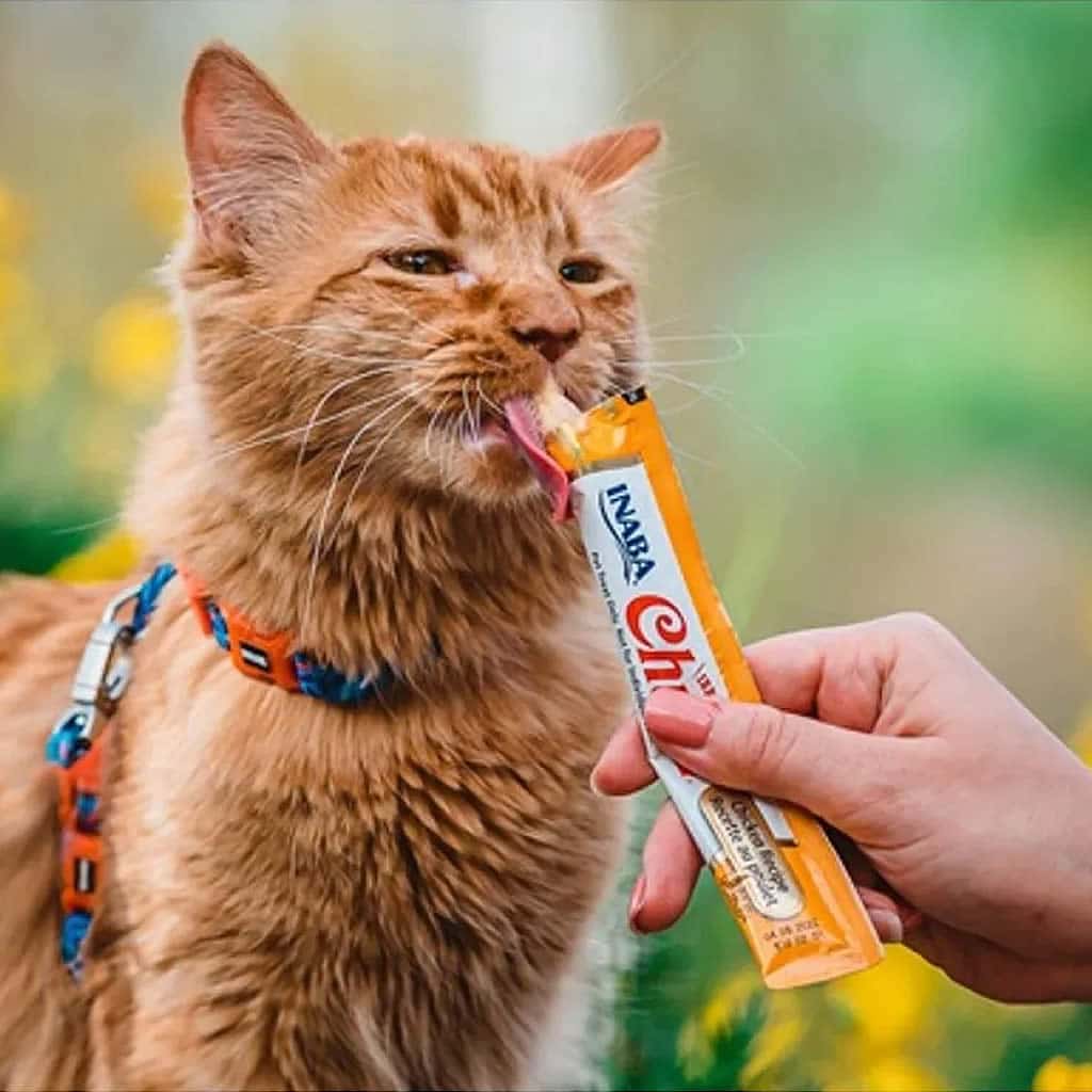 Cat Treats