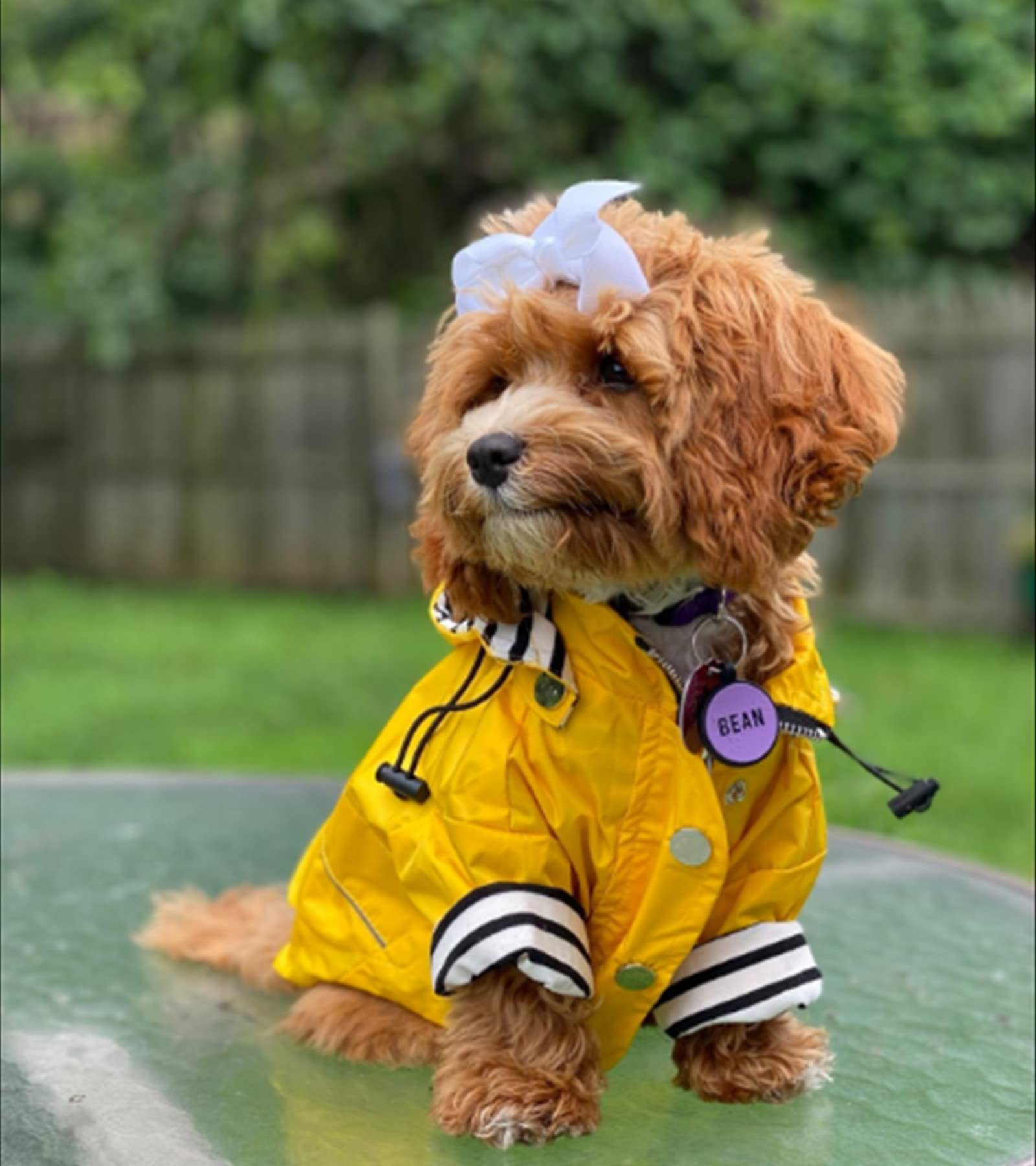Pet Raincoats