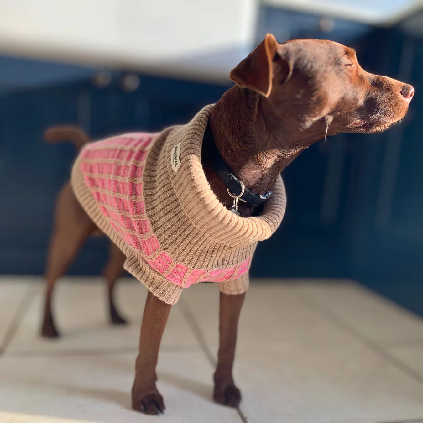 Dog Apparel & Accessories