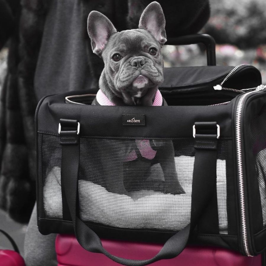 Dog Carriers & Travel Products