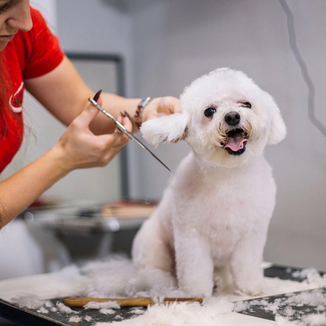 Dog Grooming