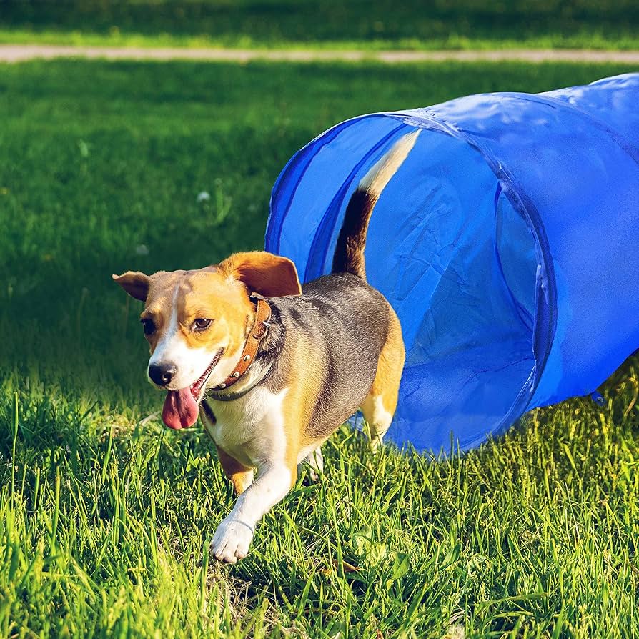 Dog Training & Behavior Aids