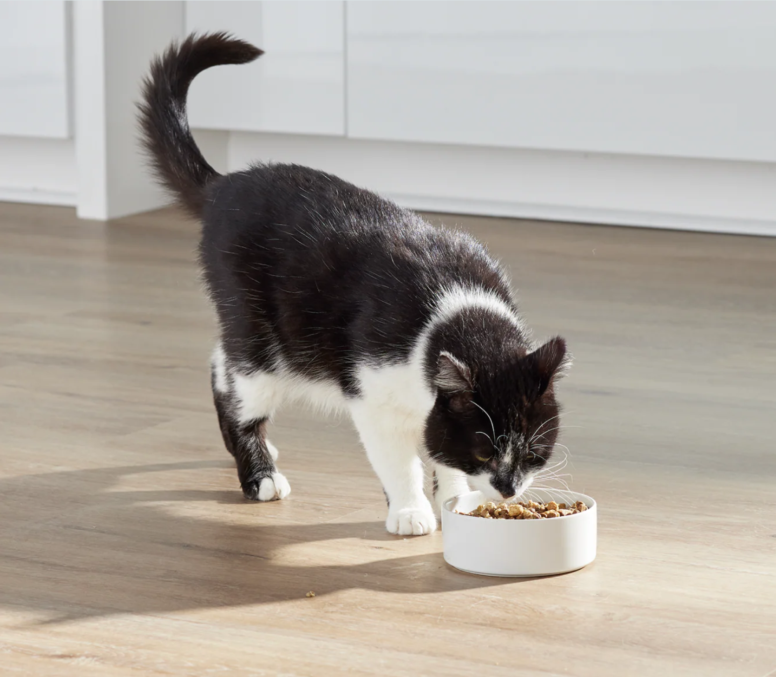 Kitten Food