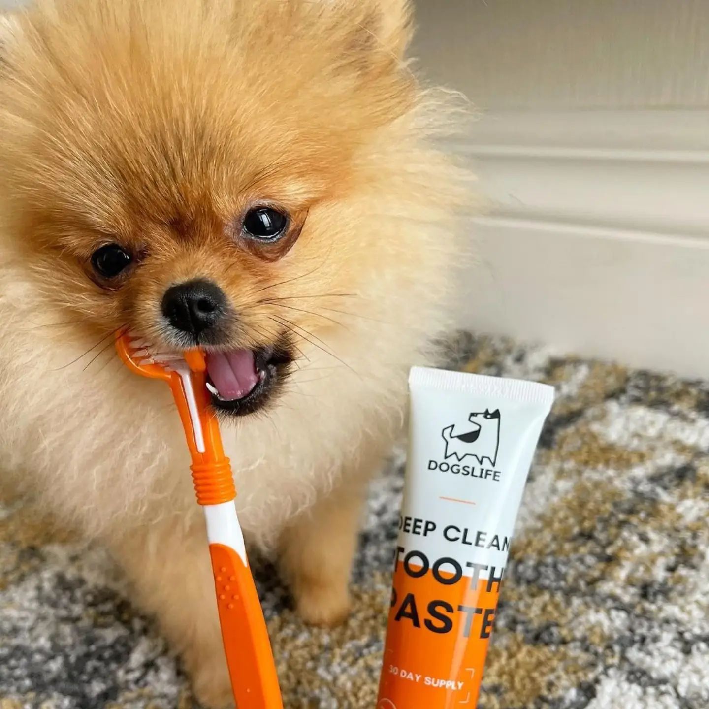 Pet Dental Care Kit