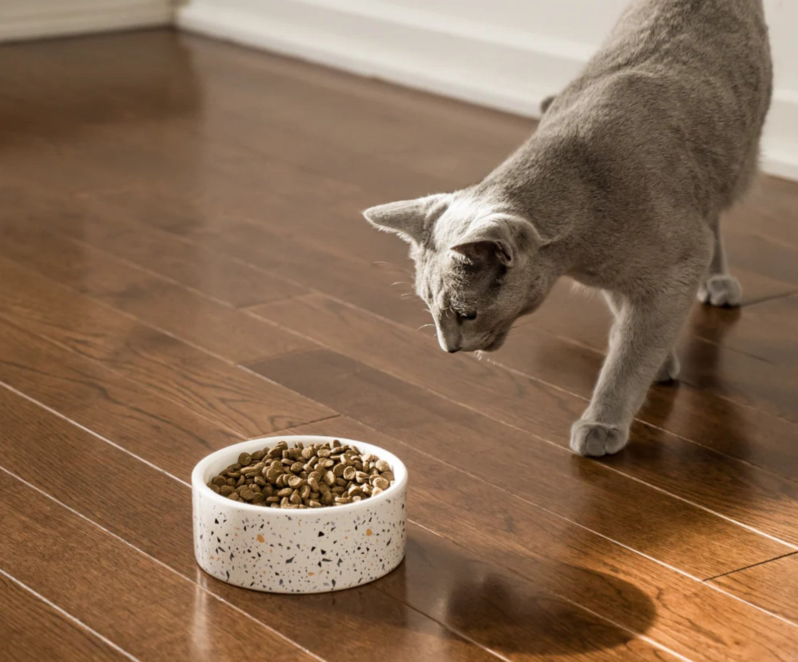 Dry Cat Food