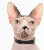 Black Cat Collar - Soft, Comfortable, and Lightweight Breakaway Collar with Name Tag Ring for Outdoor Cats and Sensitive Skin Pets by Nuvuq (6 ⅞" to 10 ¼", Black)