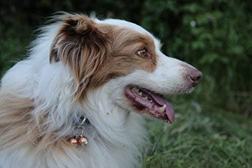 Beau's Bells 2 Extra Loud Cat & Dog Bells | Pet Tracker | Save Birds & Wildlife | Luxury Handmade Copper (Medium)