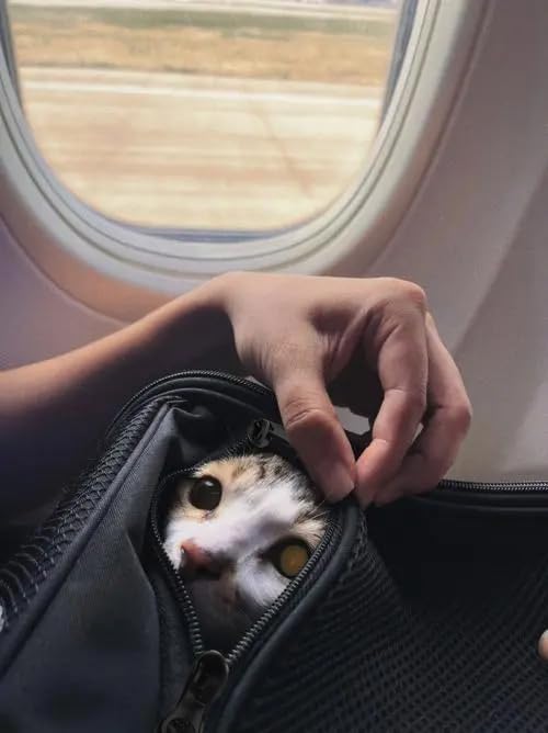 Black Pets Carriers for Cats Small Dogs Flight Travel Carrier Bag,Airline Approved,Ventilated Puppy Bag,Guaranteed On Cabin Board Flight,Top Load Expandable