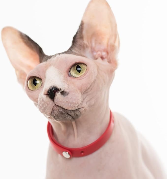 Red Cat Collar - Soft, Comfortable, and Lightweight Breakaway Collar with Name Tag Ring for Outdoor Cats and Sensitive Skin Kittens by Nuvuq (6 ⅞" to 10 ¼", Red)