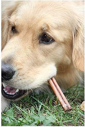 Downtown Pet Supply 6-inch Bully Sticks for Dogs, Pack of 100 - Single Ingredient, Nutrient-Rich and Odor Free Bully Sticks for Dogs - Rawhide Free Dog Chews Long Lasting and Non-Splintering