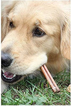Downtown Pet Supply 6-inch Bully Sticks for Dogs, Pack of 100 - Single Ingredient, Nutrient-Rich and Odor Free Bully Sticks for Dogs - Rawhide Free Dog Chews Long Lasting and Non-Splintering