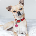 MYLUCKYTAG QR Code Silicone Pet ID Tag Dog Cat Tag, Online Pet Profile, Pet Location Alert Email, Digital Pet Tag, Quiet Dog Tag, Durable Pet ID, Dog Collar Tag, Engraved Pet Tag