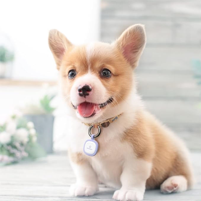 Pawaii QR Code ID Tag, Silent Silicone Dog Tag, Modifiable Pet Online Profile, Scan QR Receive Instant Pet Location Alert Email, 1Pack (Purple)