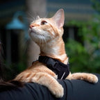 Voyager Step-in Lock Adjustable Cat Harness w. Cat Leash Combo Set with Neoprene Handle 5ft - Supports Small, Medium and Large Breed Cats by Best Pet Supplies - Black, XXXS