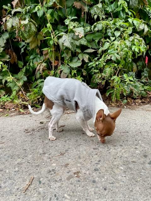 JACKO & CO - Fleece Vest Sweater with Leash Ring - Soft Lightweight Breathable for Puppies Small Medium Dogs, Kitten, Cats, Chihuahua - Warm for Fall/Autumn/Winter (Grey, Medium 6-10lbs)