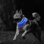 PcEoTllar Light up Dog Collars Rechargeable, LED Dog Collar Night Walking, Waterproof Flashing Glow in The Dark Dog Collars, Adjustable Dog Lights for Large Small Medium Dogs Blue-m