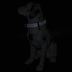 Mile High Life Dog Collar | Nylon Reflective Dog Collars | Light Weight Puppy Collars | Blue Dog Collars for Large Dogs (Solid Blue, Large)