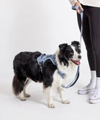 2025 New Edition, Fei & Eve MagEase Dog Harness - 3-Second Magnetic Buckles | 3-Point No-Pull Control | Heavy-Duty 900D Nylon | Dual Safety Handles | Breathable Mesh | Adjustable Fit |Small, Blue