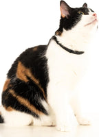 Black Cat Collar - Soft, Comfortable, and Lightweight Breakaway Collar with Name Tag Ring for Outdoor Cats and Sensitive Skin Pets by Nuvuq (6 ⅞" to 10 ¼", Black)