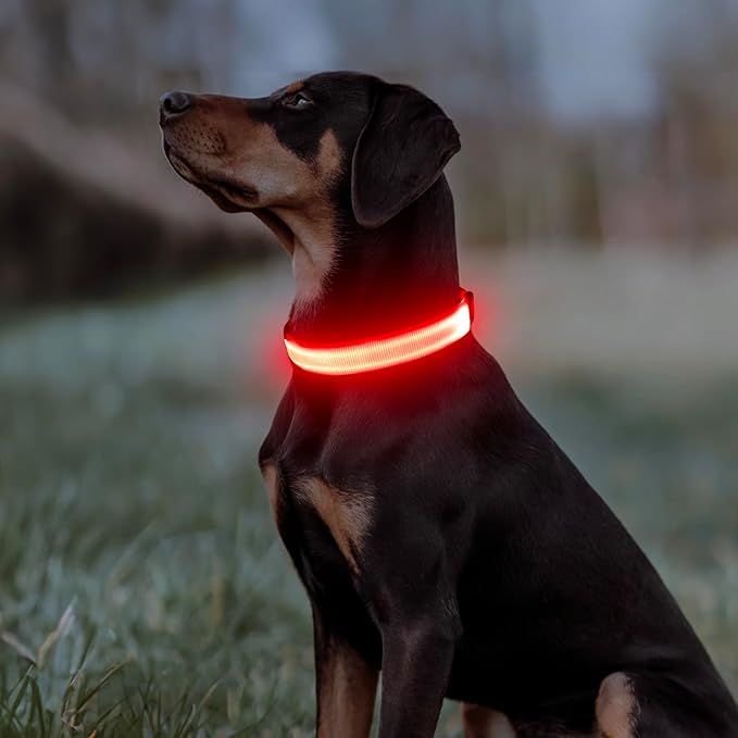Illumifun Light Up Dog Collar - USB Rechargeable LED Dog Collar Glow in The Dark, Adjustable Pet Collar Light for Night Walking (Red, Medium)