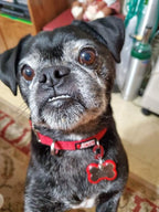 LuckyPet Klippy Pet Tag Quick Clips - Cat & Dog Collar for ID Tags Holder Efficient Ring Attachment Clip for Safety - Black, 2 Pack