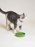 Ceramic Slow Feeder Dog Bowls Small Breed, 0.5 Cups Dog Food Dish for Fast Eaters, Puzzle Bowl for Small Dogs and Cats, 5.5 Inch-Green