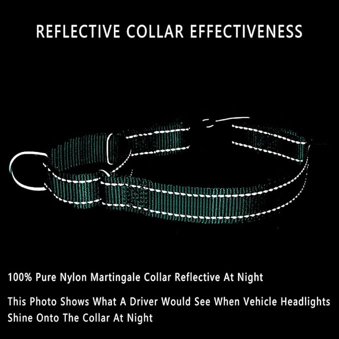 Plutus Pet Reflective Martingale Collar with Buckle - Durable and Adjustable Training Collar for No Pulling, Dog Choker Collar for Small Medium Large Dogs, Teal, L