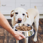 Flexzion Stainless Steel Dog Bowl No Mess Non Spill Dog Water Bowl Rubber Base Dog Bowls for Medium Sized Dog, Food and Water Dish, Pet Food Holder, 22 cm