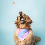 Superfood Dog Treats Salmon, Chicken or Beef Jerky Bars - Dog Treats for Snacks and Training – Made in USA - No Corn, Wheat or Soy – Poultry Free, 5oz or 16oz (Salmon (2 Lbs))