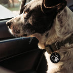 MYLUCKYTAG Stainless Steel QR Code Dog Tags - Scan QR for Instant Pet Location Alert Email