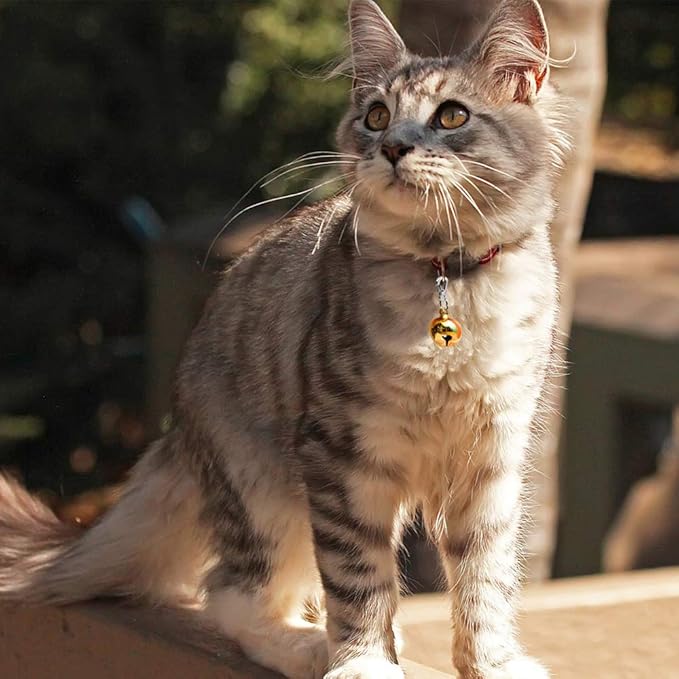 IVIA Dog Tag Clips / 2 Pack/Multiple Size 304 Stainless Steel Quick Clip with Rings/Easy Change Dog Cat ID Tag Holder for Small pet Collars and Harnesses.(2 Small Grey)