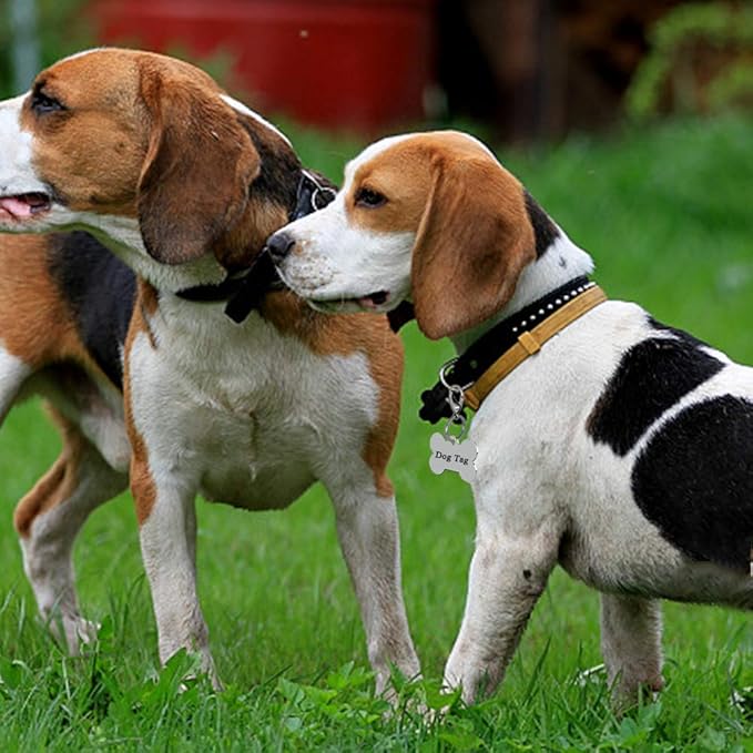 IVIA Dog Tag Clips / 316 Stainless Steel Lobster Buckle with Rings for Cat& Dog Collars and Necklace(2 Pack Silver)