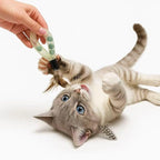 20PCS Interactive Cat Toys for Indoor Cats, Feather Elastic Mesh Cat Toy, Catnip Ball, Colorful Cat Spring, Kitty Rainbow Plush, Teething & Self-Play Kitten Accessories Variety Pack