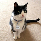 IVIA Dog Tag Clips / 316 Stainless Steel Lobster Buckle with Rings for Cat& Dog Collars and Necklace(2 Pack Silver)