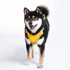 Pawaii Dog Harness (Medium, Pineapple Yellow), Soft Padded, No-Choke, Reflective, Digital ID Tag, Adjustable, for Daily Walking or Training